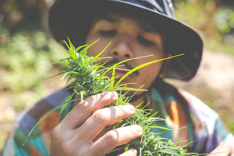 Discovering the Legendary Jack Herer Strain
